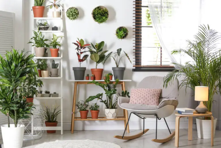 Plantas resistentes que no requieren mucho cuidado