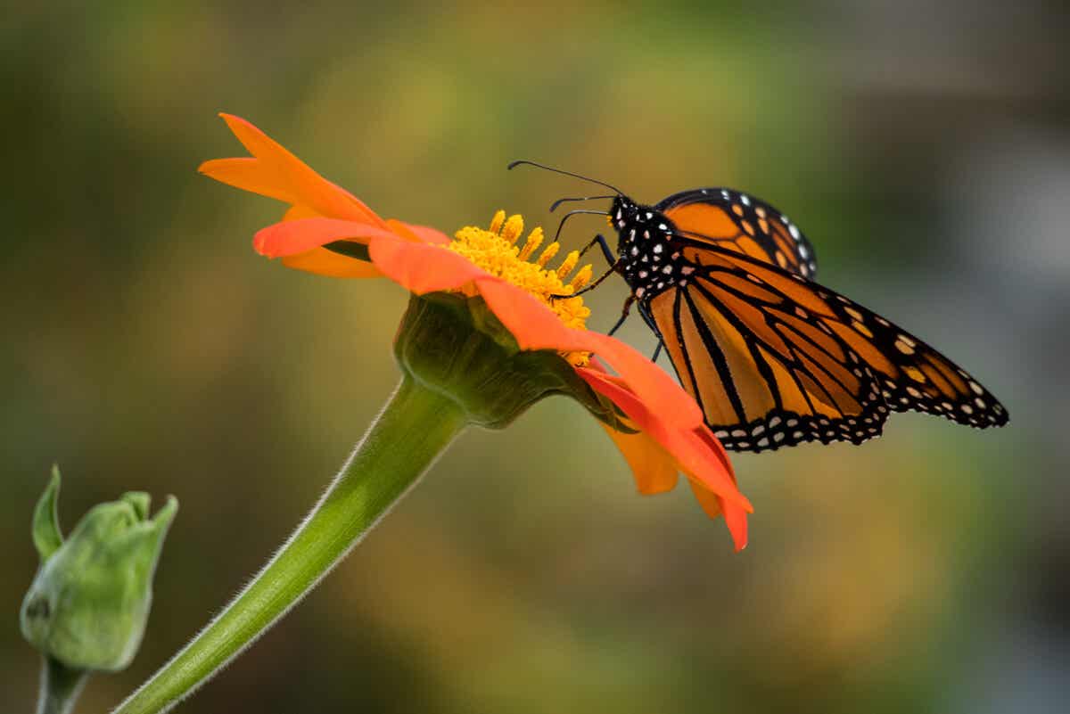 Mariposa en una flor.