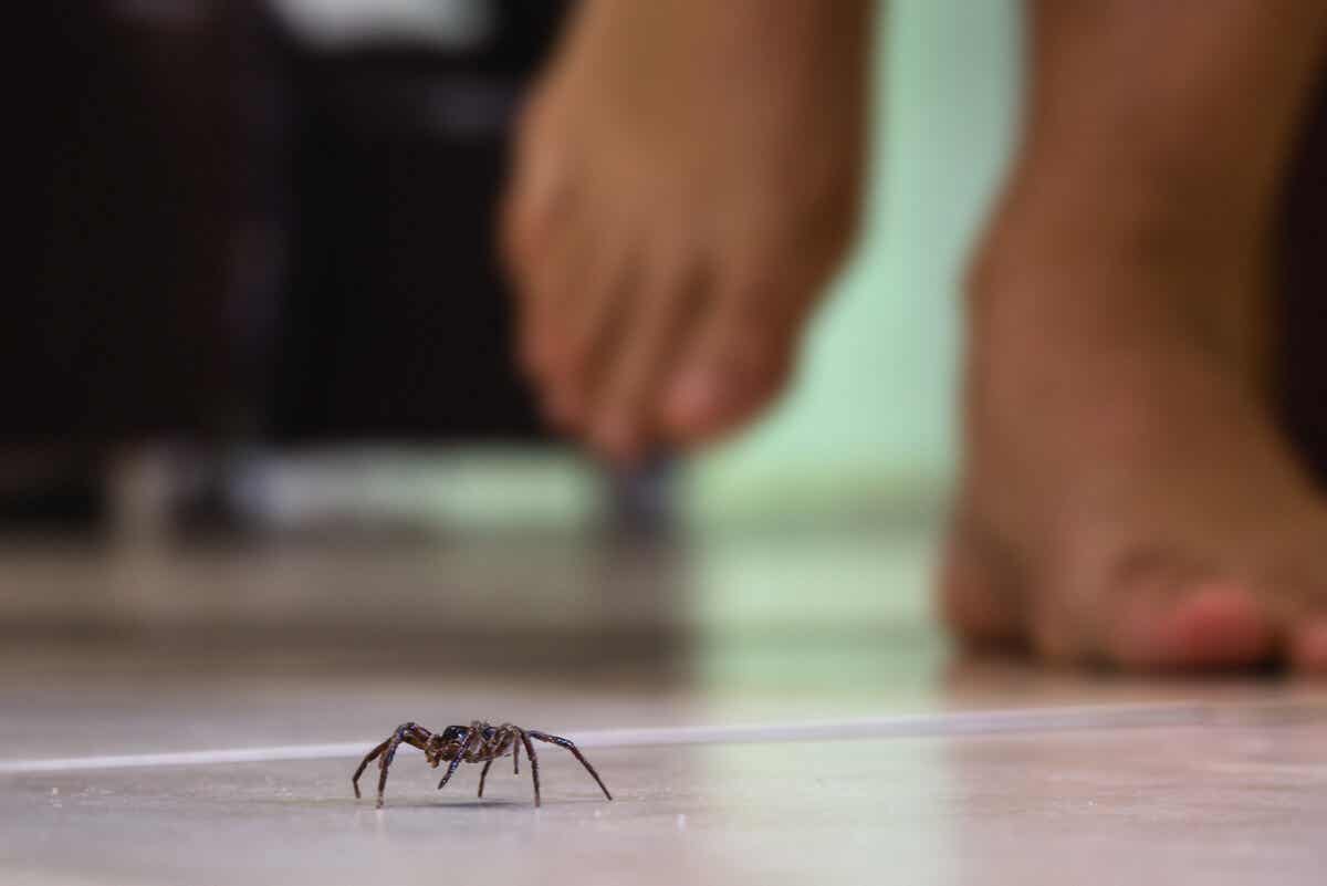 Aracnofobia frente a pequeña araña.