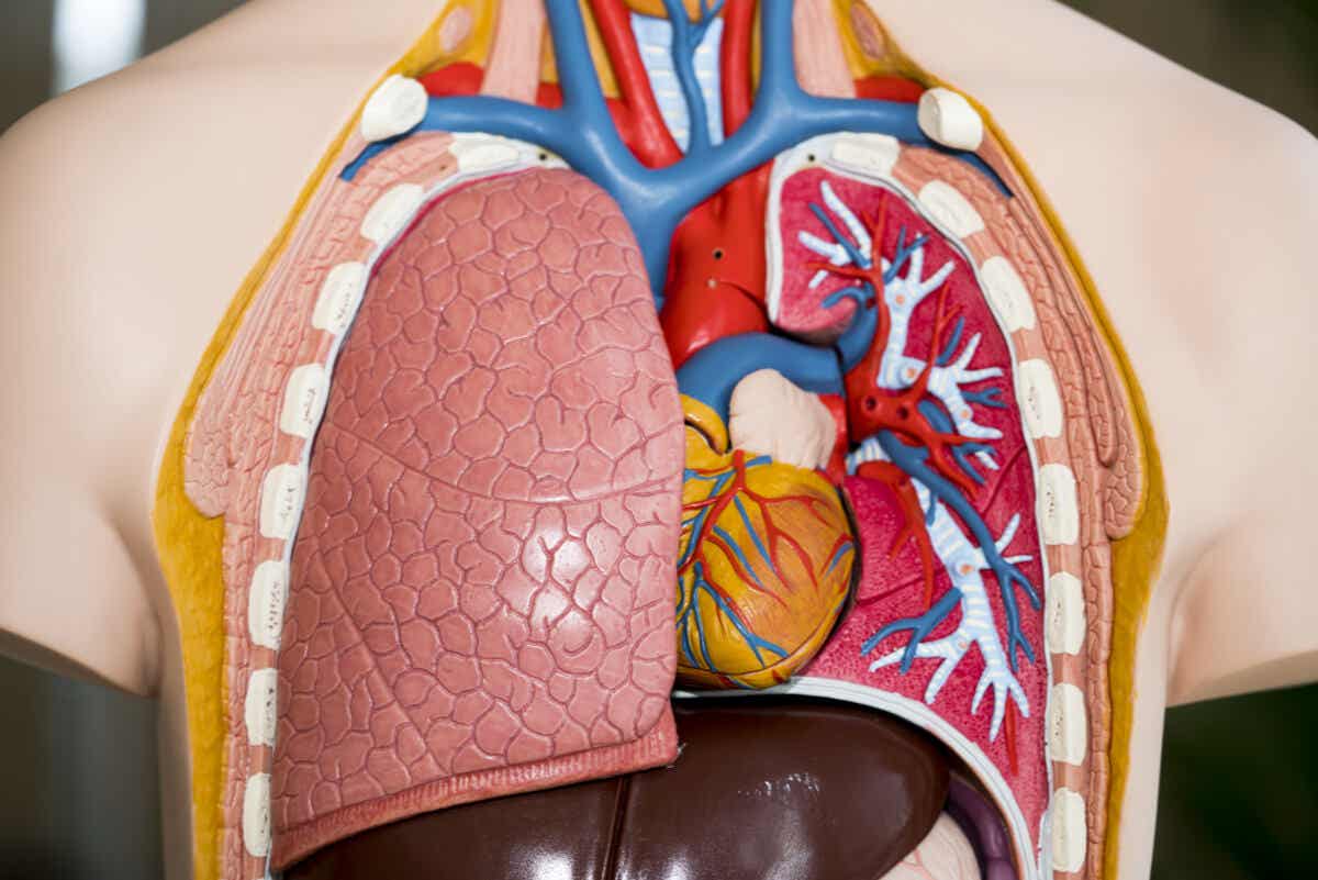 Modèle anatomique des poumons et du cœur.