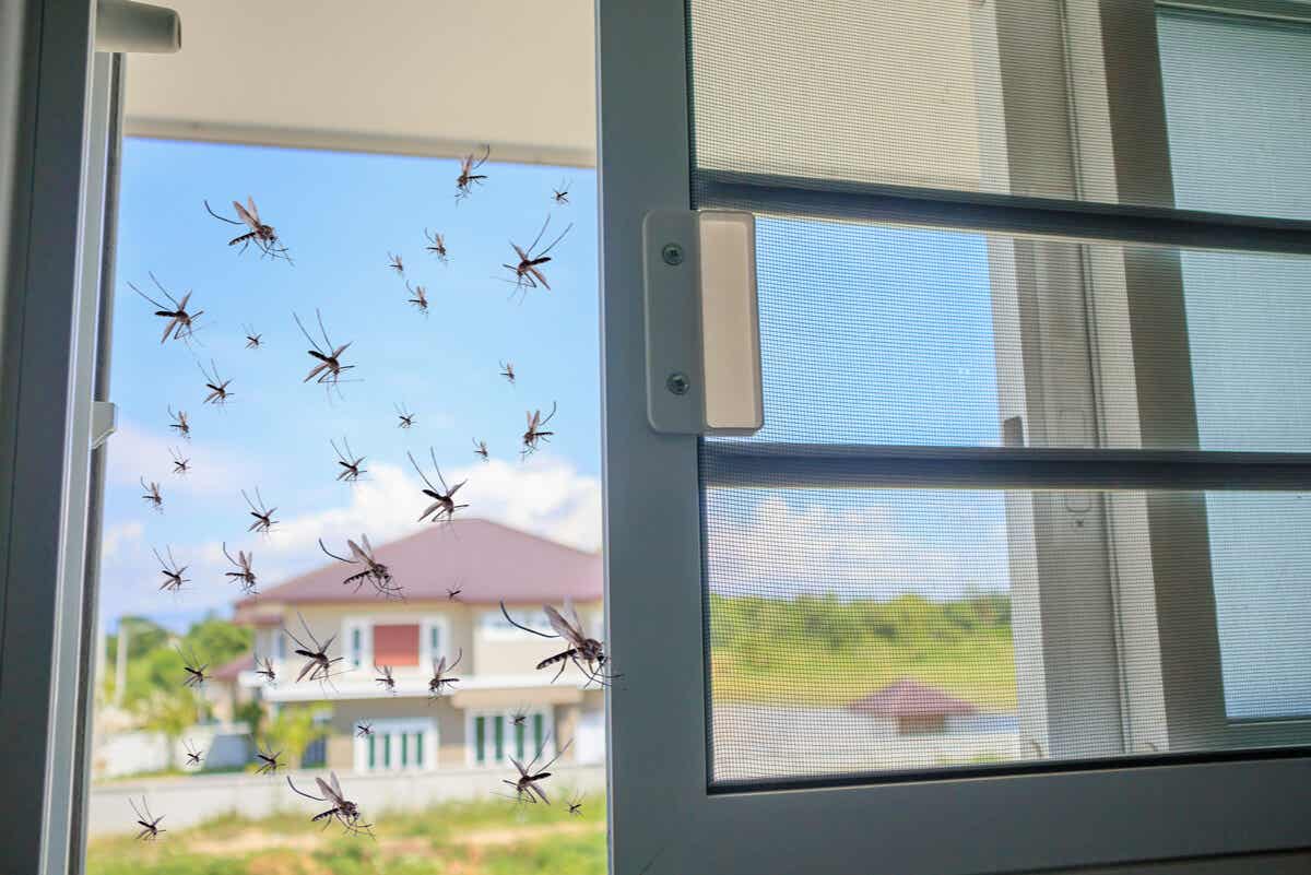 Mosquitos entran a la casa sin mosquiteras.