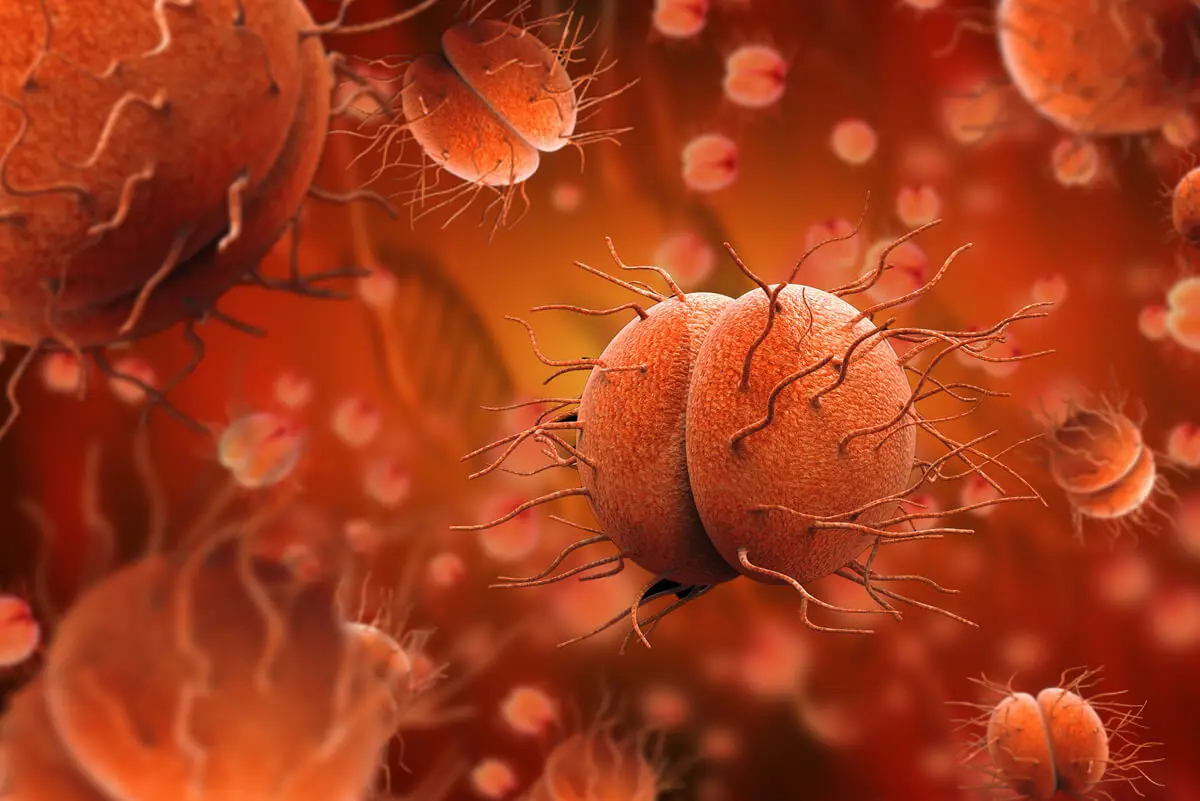 Bactérias Gonococcus que podem infectar.