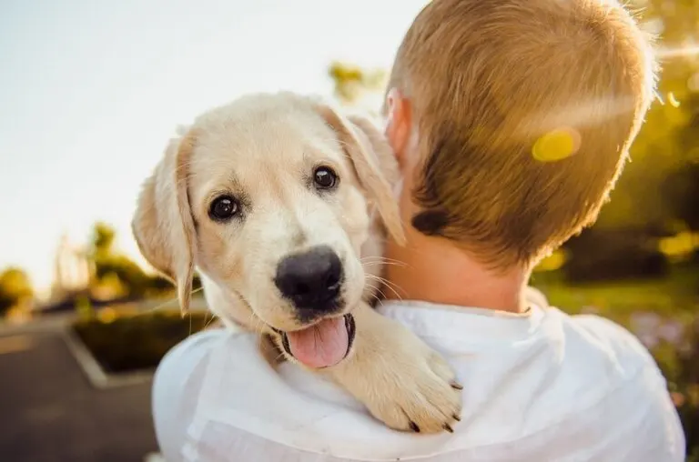 Mi hijo tiene miedo a los animales. ¿Qué debo hacer?