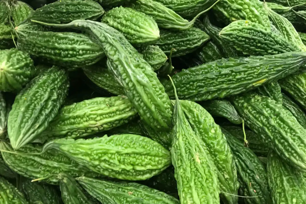 Pila de melones amargos.