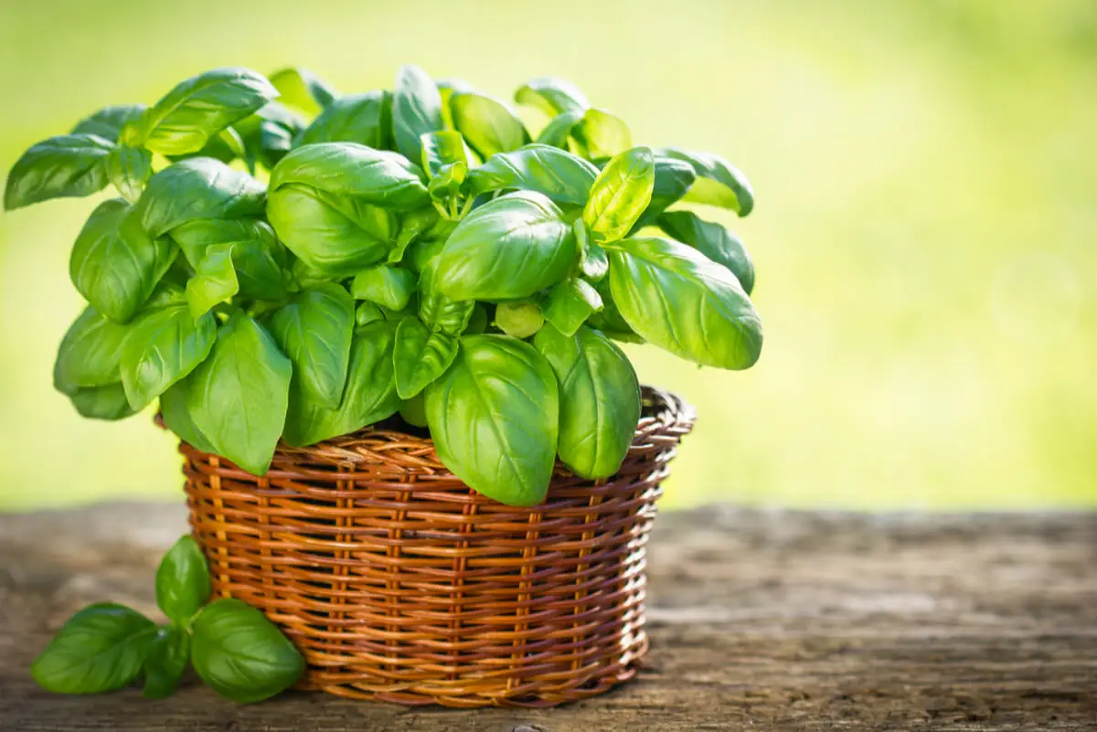 Albahaca para hacer salsa con aceite de oliva.
