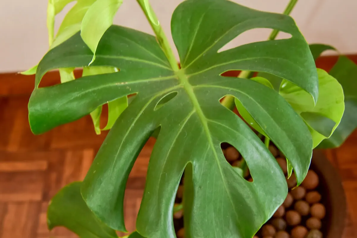 Planta resistente costilla de Adán.