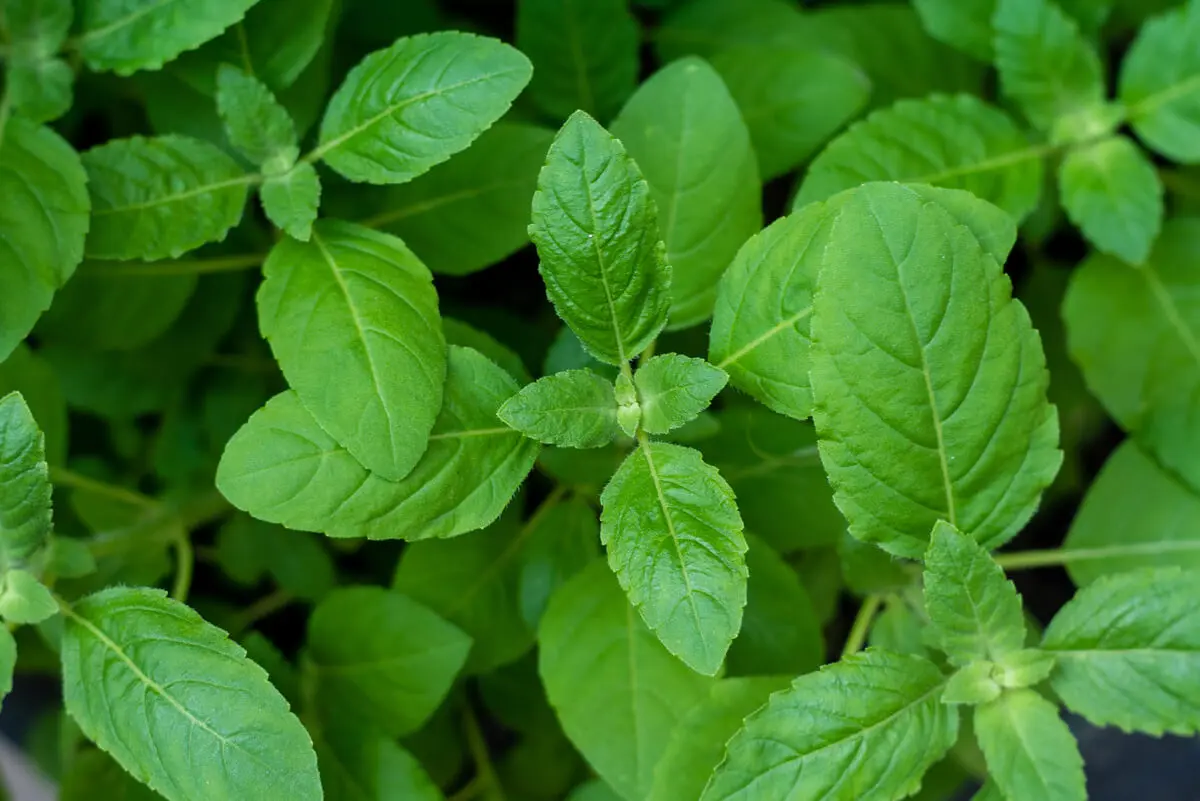 Tulsi en la medicina ayurveda.