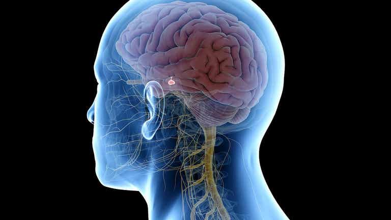 الجهاز العصبي المركزي.