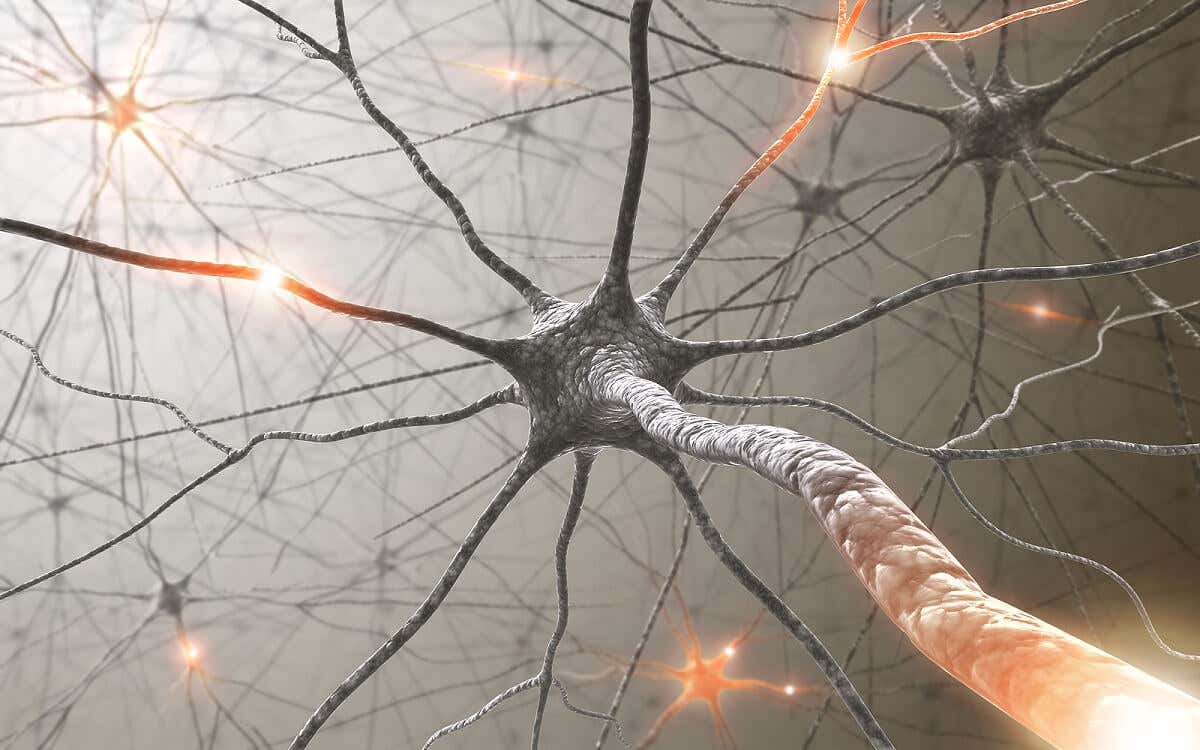 Neuronas se conectan con los musculos.