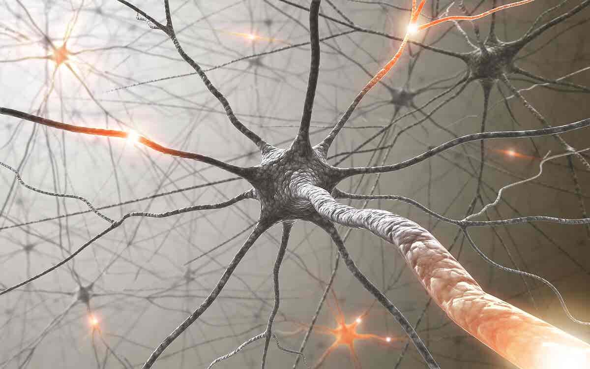 Neuronas del sistema nervioso.