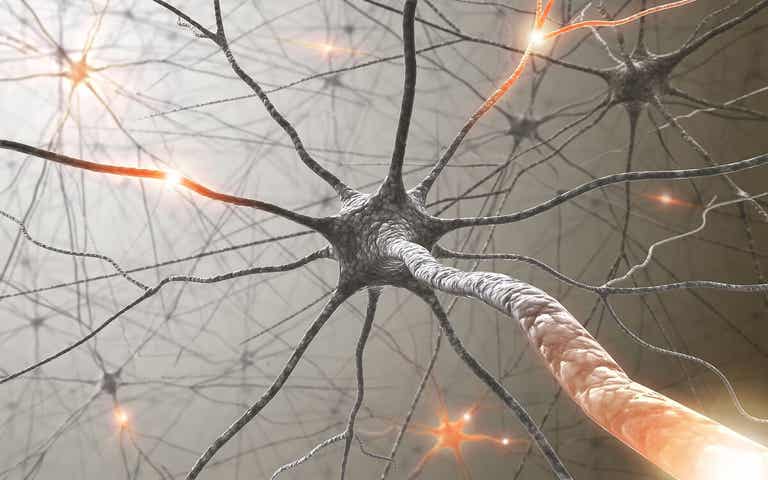 Neuronas con actividad eléctrica.