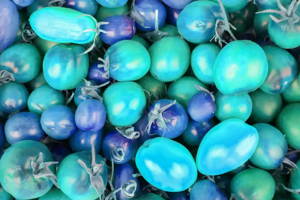 Tomate azul.