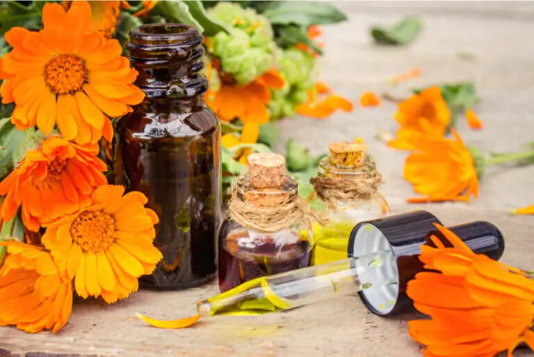 Aceite de caléndula: usos, beneficios y contraindicaciones