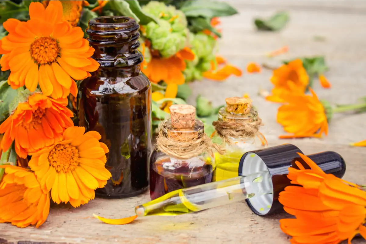 Aceite de caléndula: usos, beneficios y contraindicaciones.