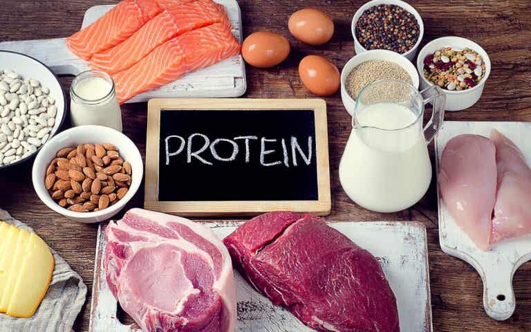 How much protein can the body absorb at each meal?