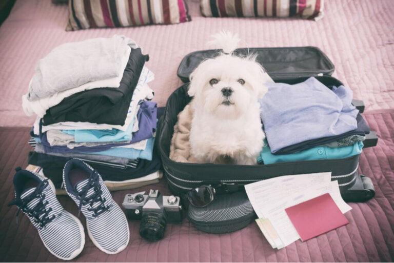 Viajar con tu mascota: todo lo que necesitas saber