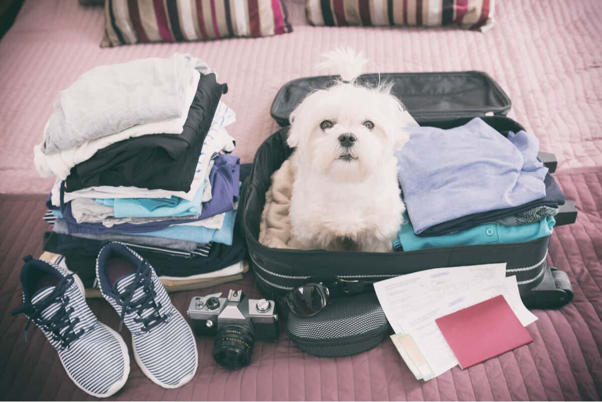 Mascota regalada quiere viajar.
