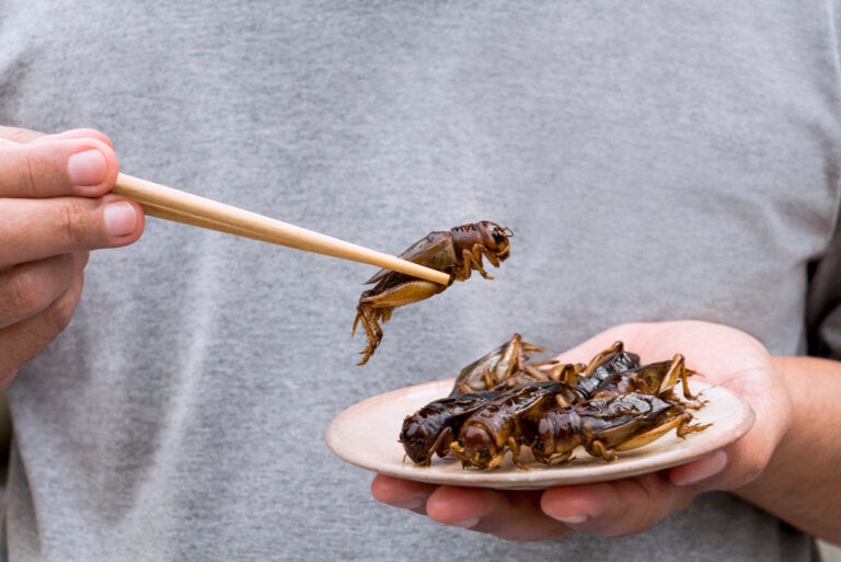 Entomofagia: conoce los principales insectos comestibles