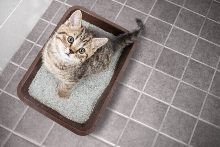 Remedios caseros para eliminar el olor a orina de gato