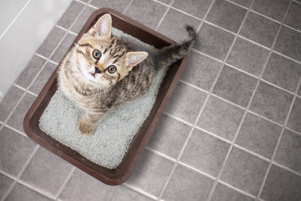 Caja de arena para un gato.