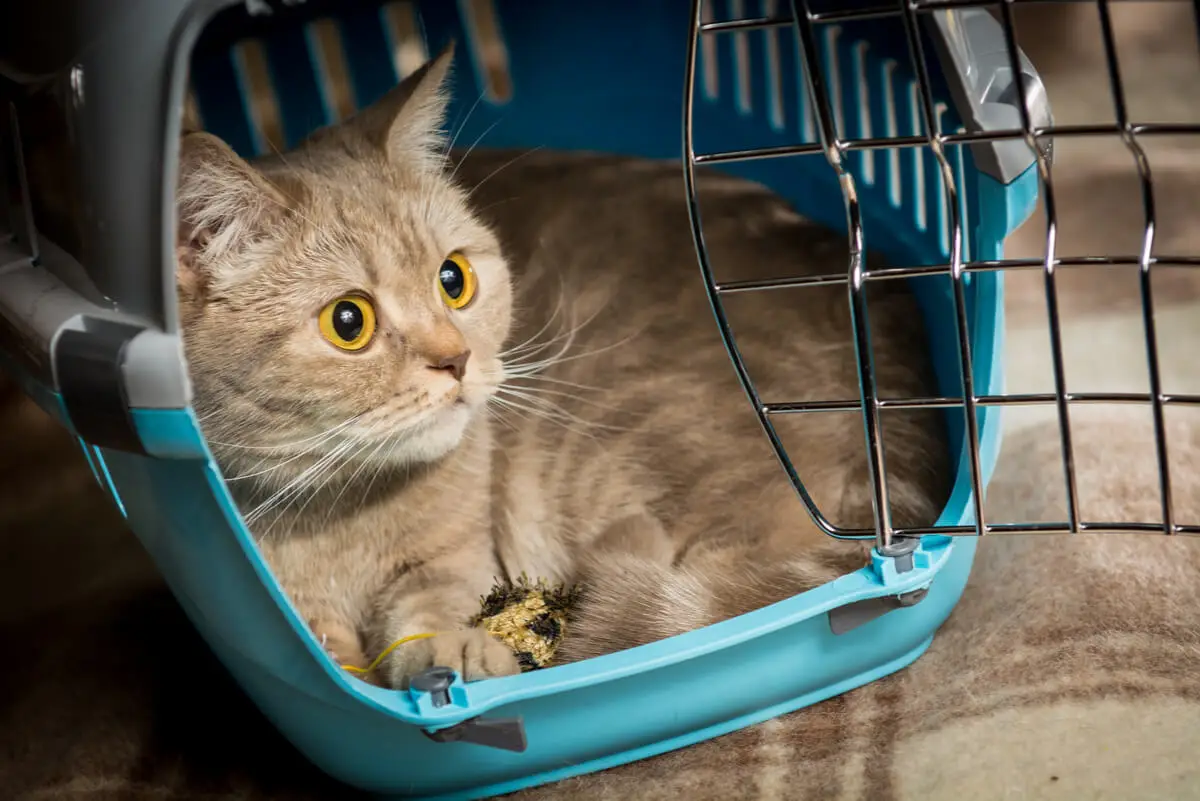 Gato con estrés felino por viajar.
