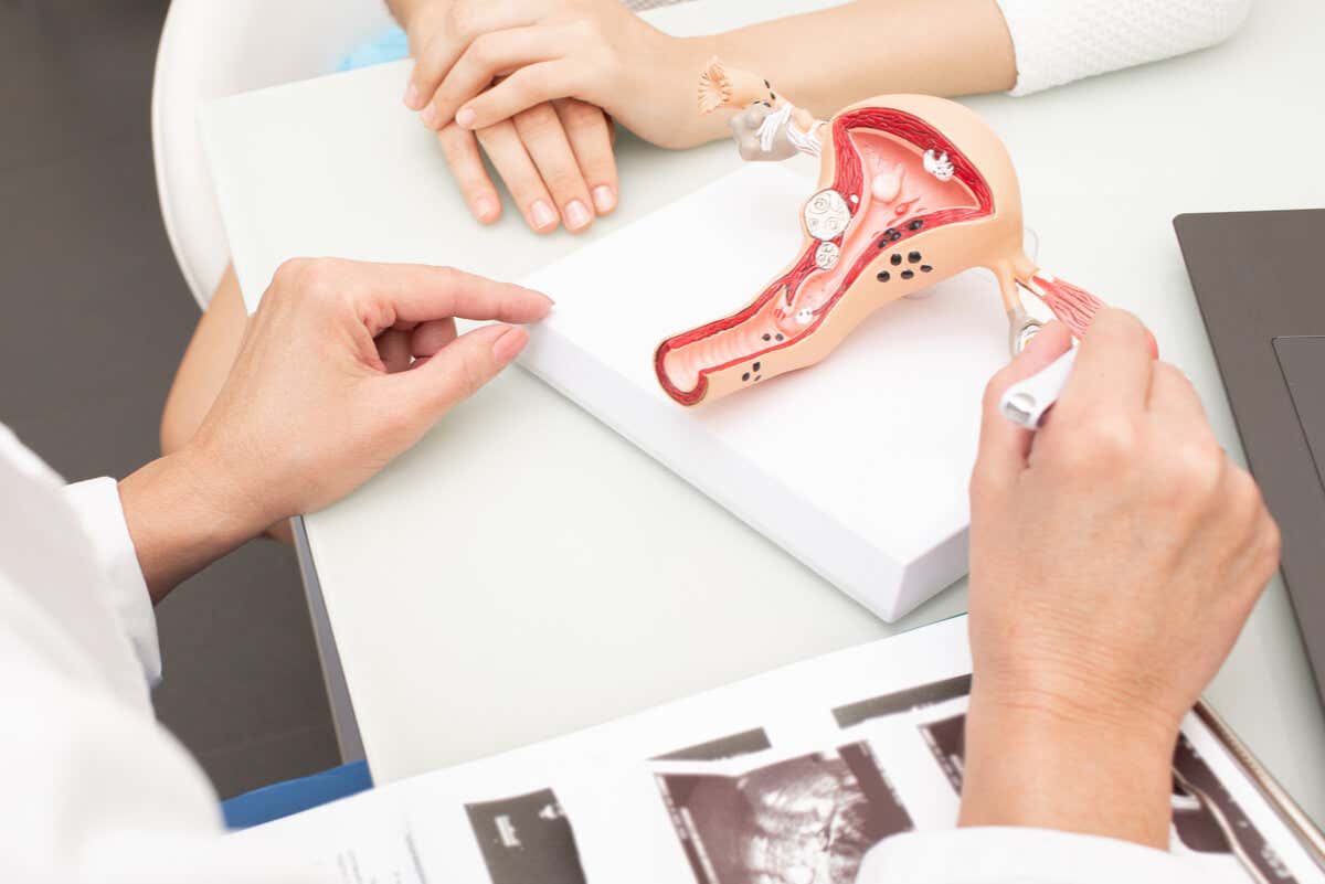 Médico muestra la anatomía del útero.