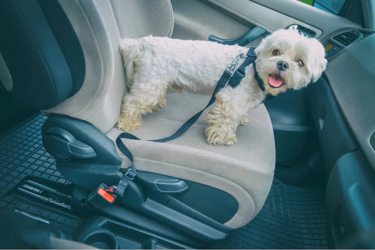 Mascota viaja en auto de vacaciones.
