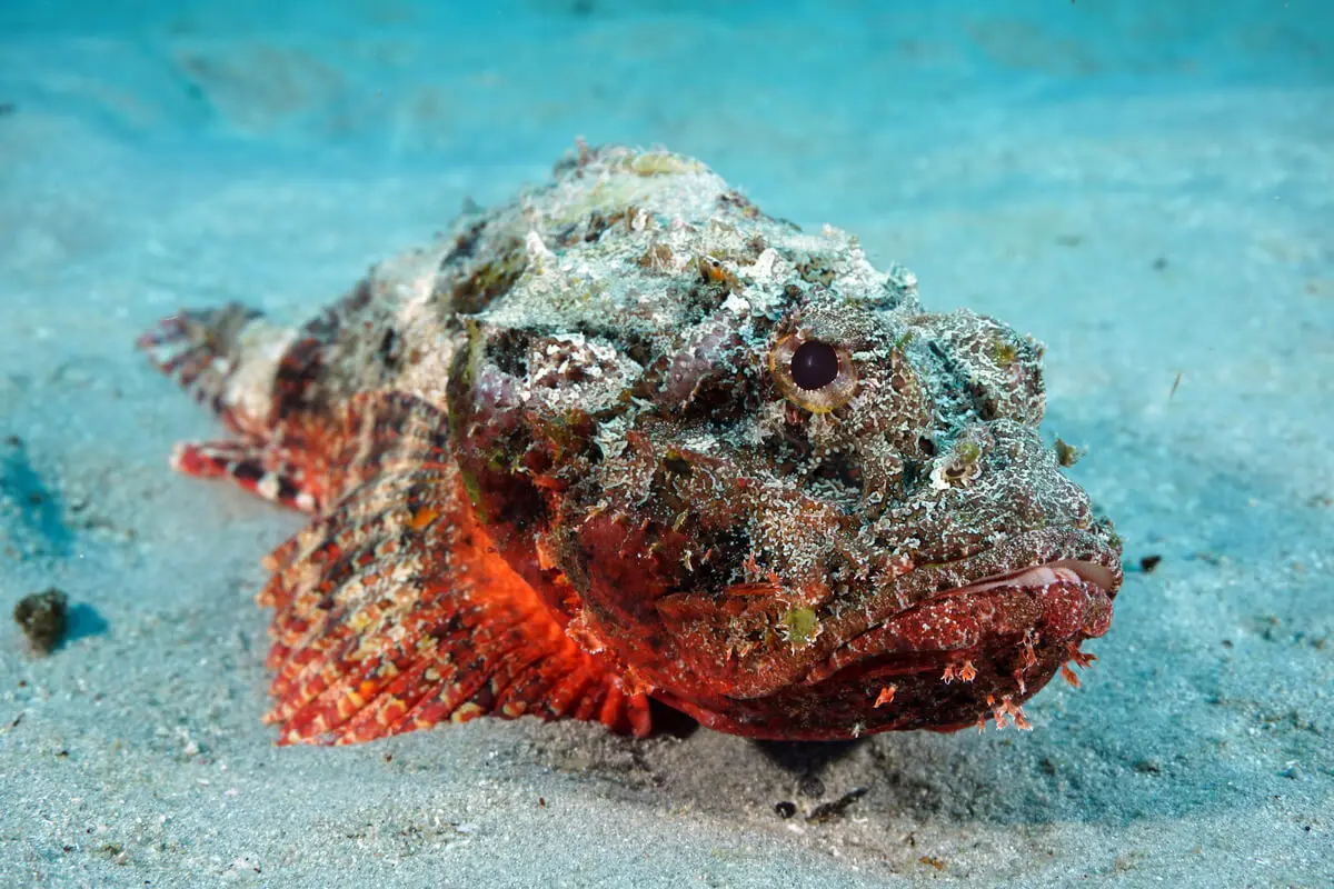 Pufferfish.