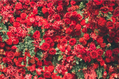 6 atractivas plantas de color rojo