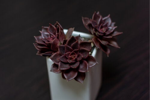 7 peculiares plantas de color negro