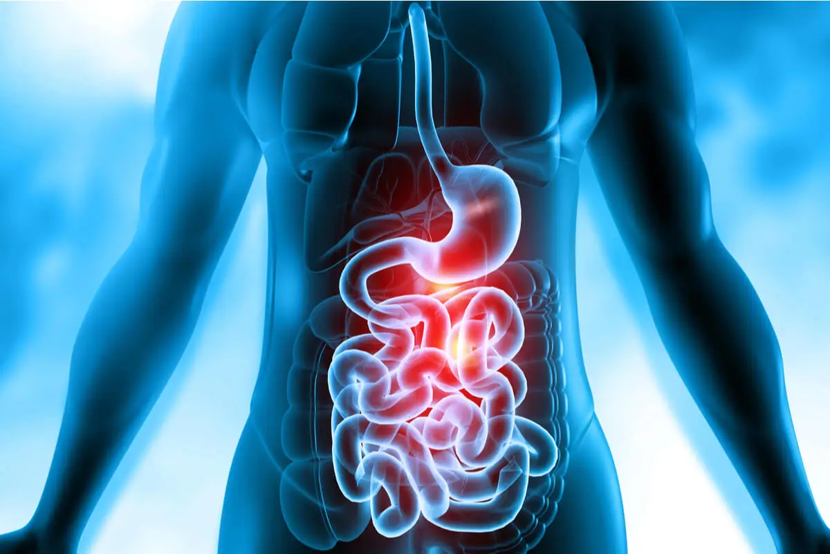 Aparato digestivo humano.