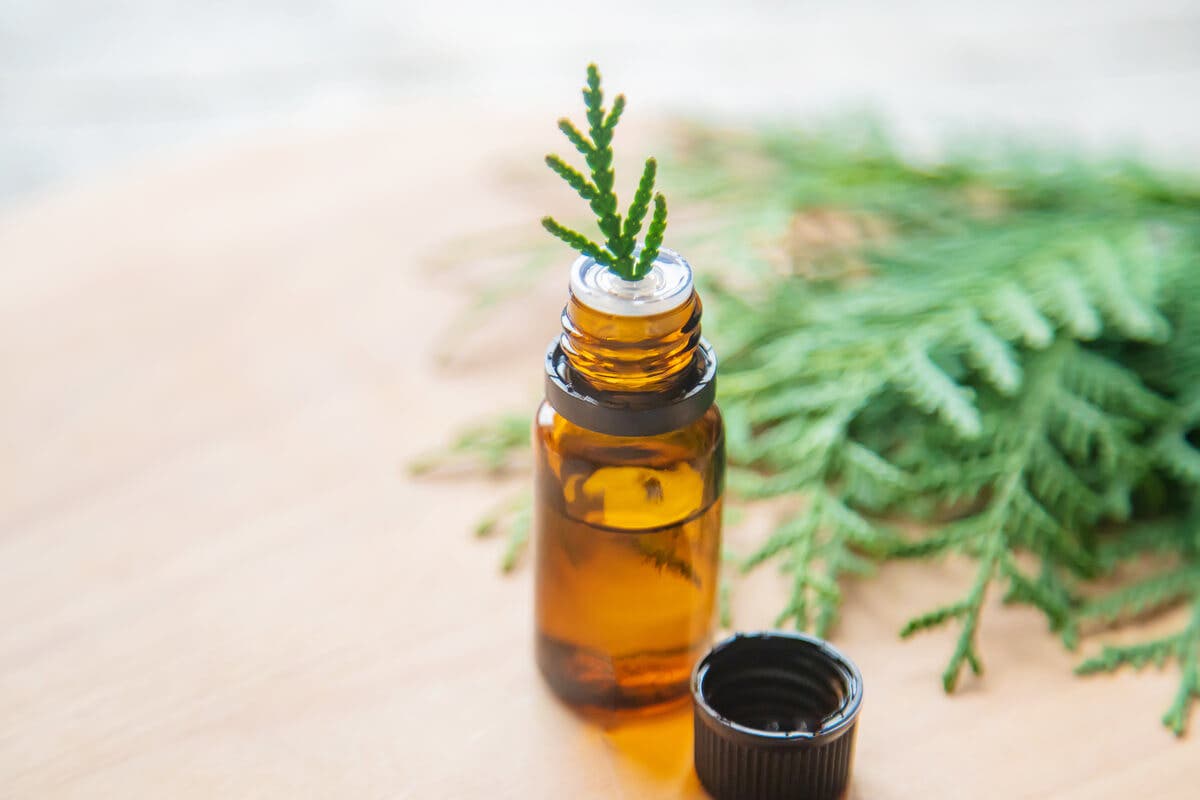 Principales propiedades del ciprés