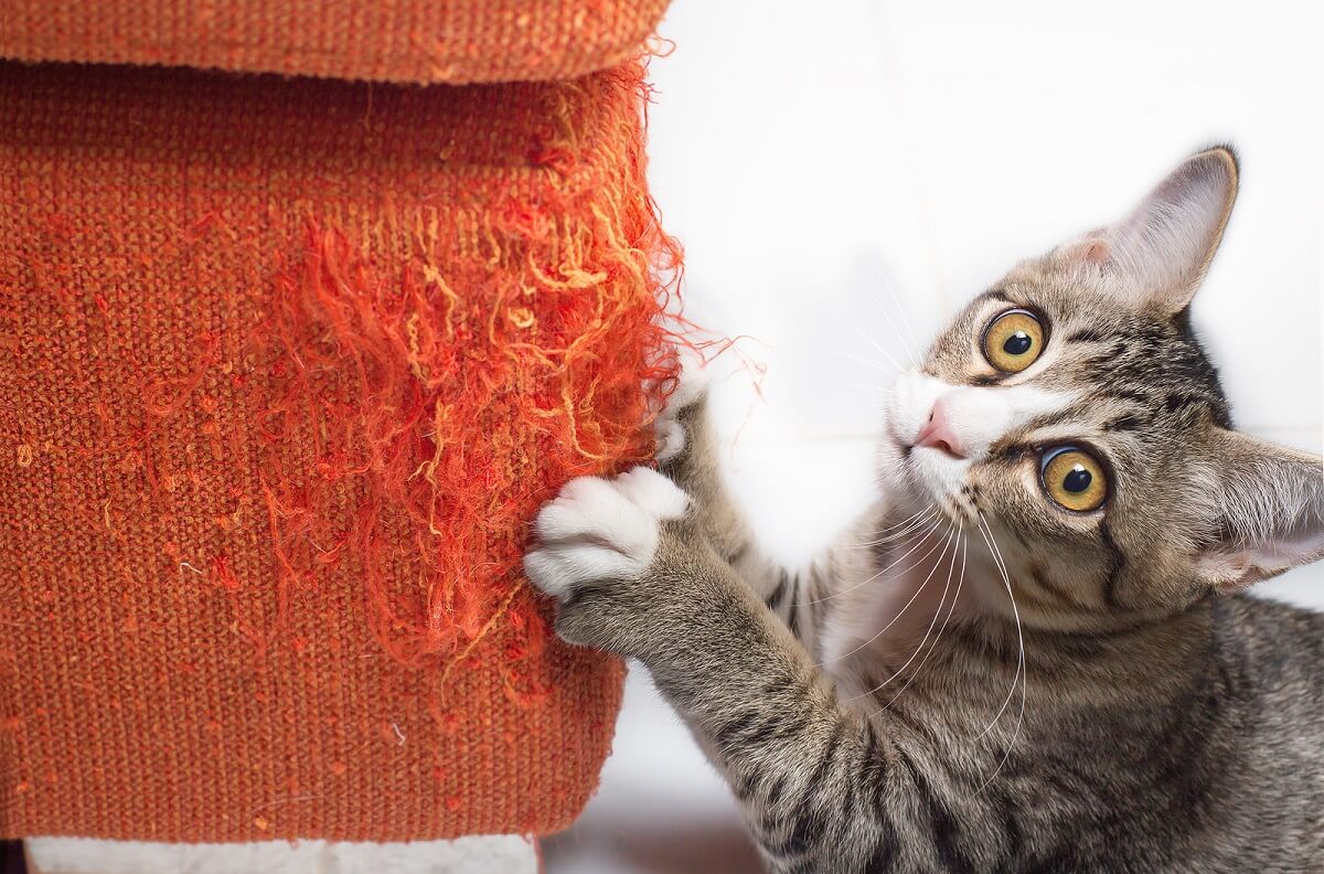 Cómo reparar un sofá arañado por gatos? - Mejor con Salud