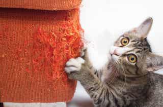 ¿Cómo reparar un sofá arañado por gatos?