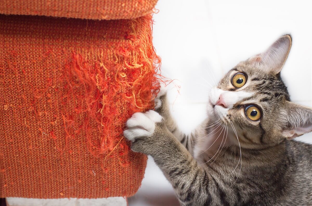 c-mo-reparar-un-sof-ara-ado-por-gatos-mejor-con-salud