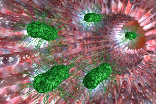 Sobrepoblación de bacterias intestinales: síntomas y complicaciones