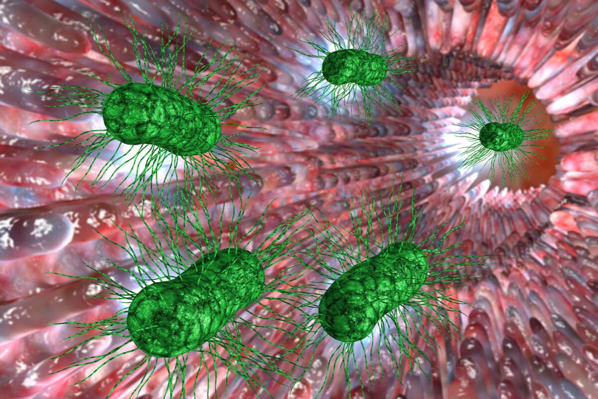 Sobrepoblación de bacterias intestinales: síntomas y complicaciones.