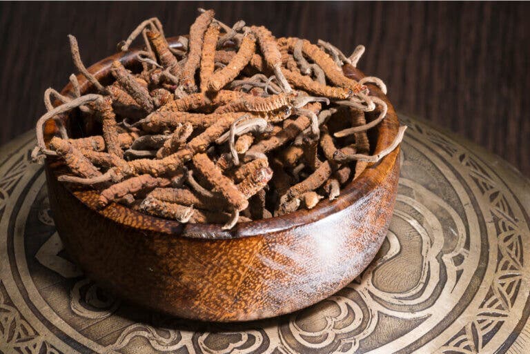 Conoce los beneficios de Cordyceps, el hongo parásito