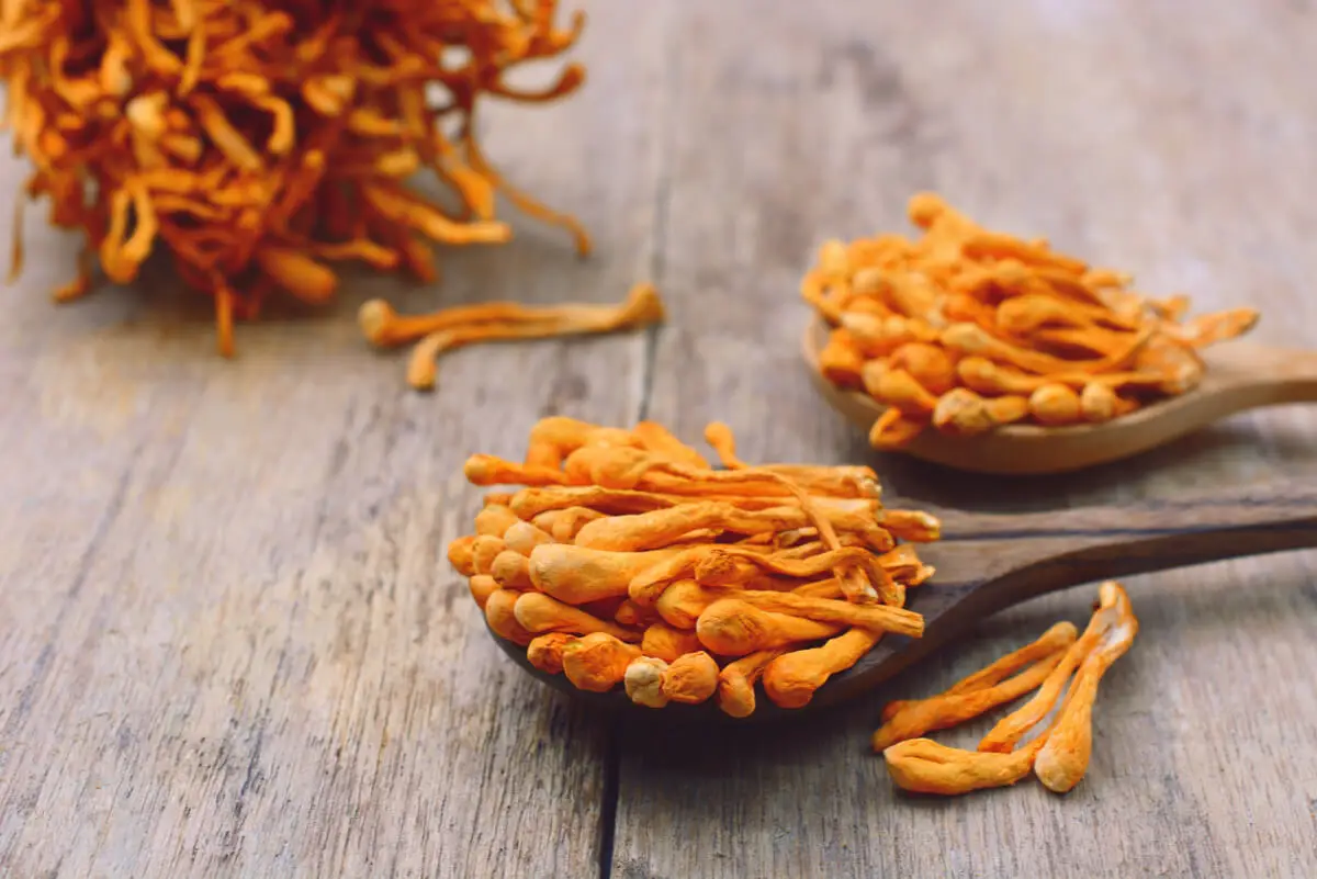 Cordyceps militaris en una cuchara.