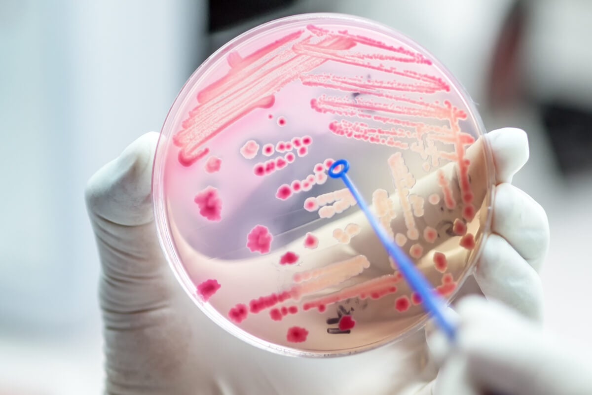 6 bacterias resistentes a antibióticos que preocupan a la salud pública