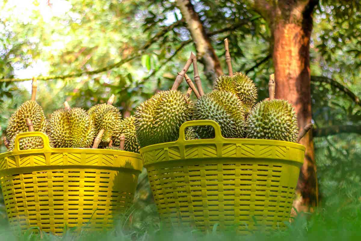 Durian debe consumirse rápido.