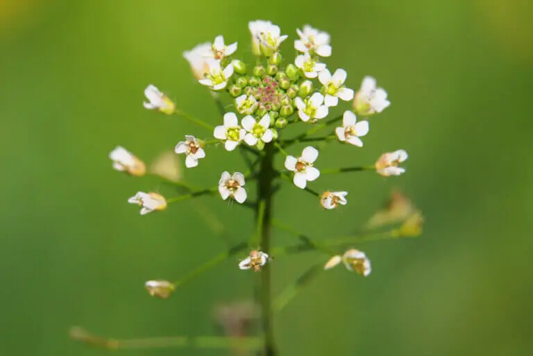 Bolsa de pastor: beneficios y efectos secundarios