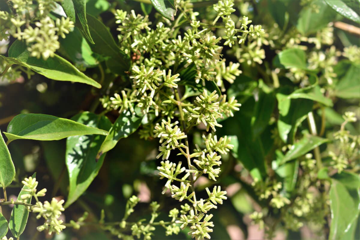 Flor de guaco.
