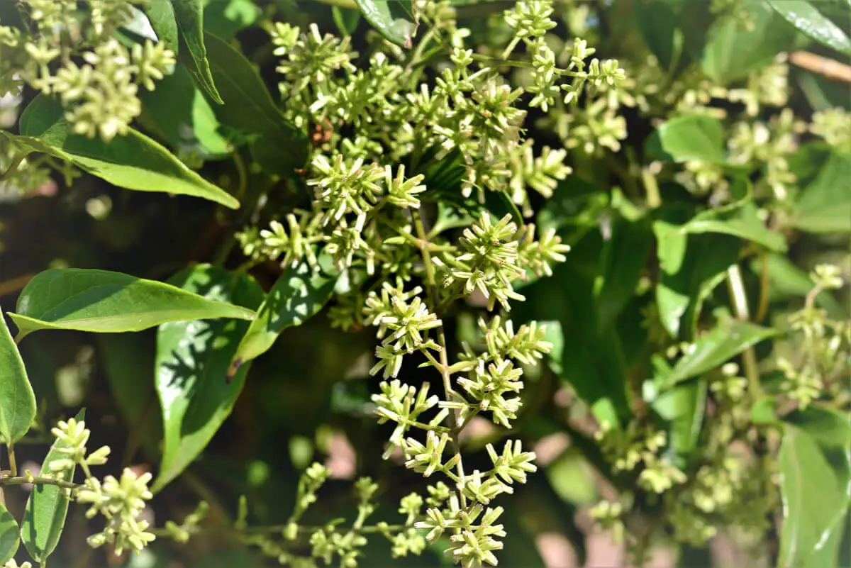 Flor de guaco.