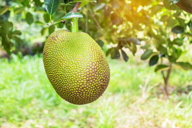 Yaca: usos y propiedades