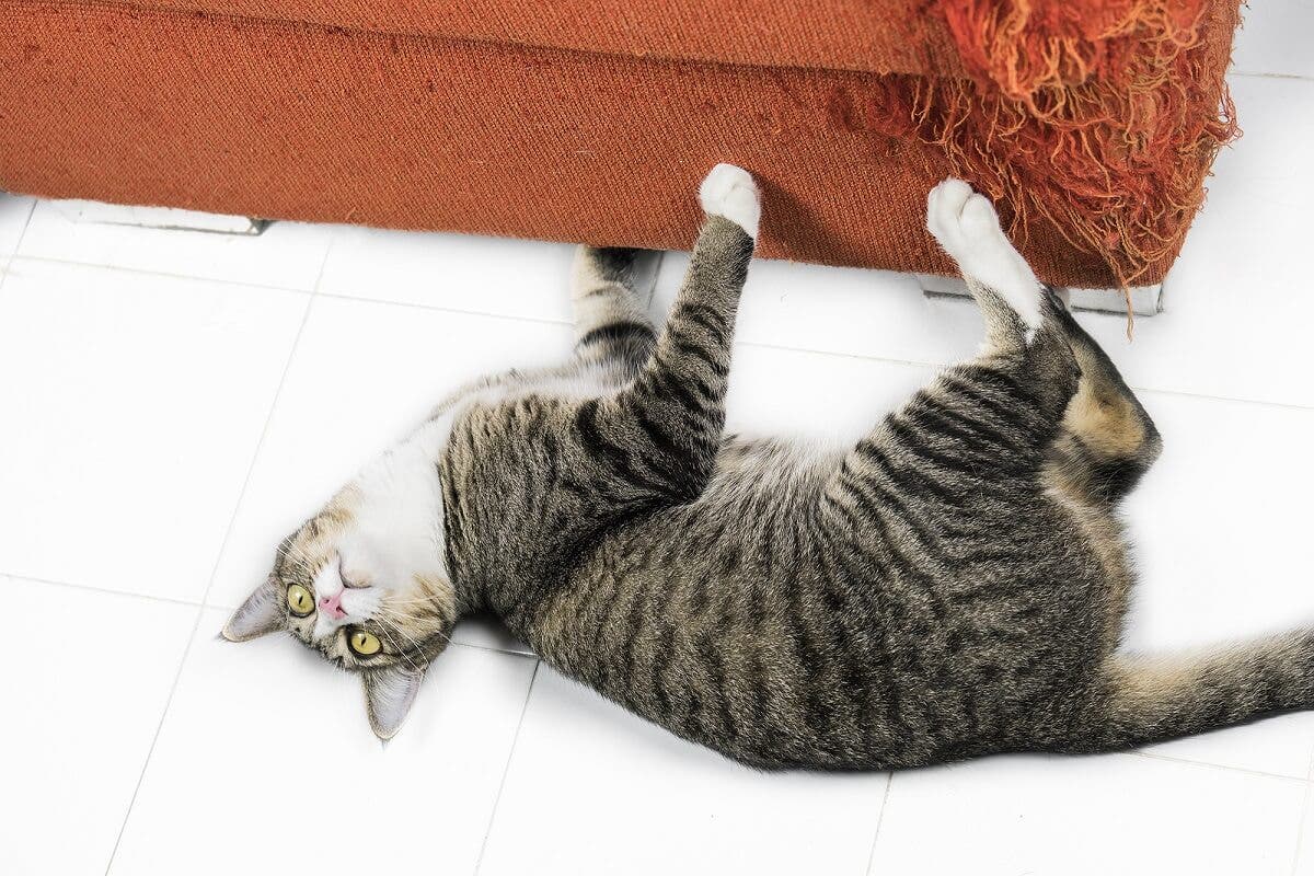 Gato araña los muebles.