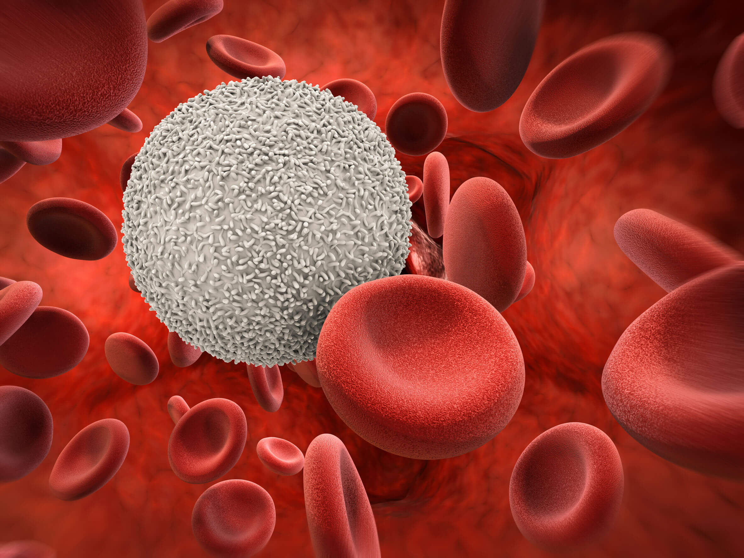 Segmentierte Neutrophile - weiße und rote Blutkörperchen