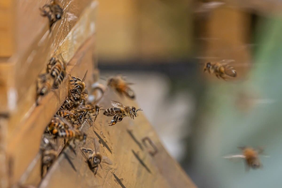 Abejas trabajando en un panal.