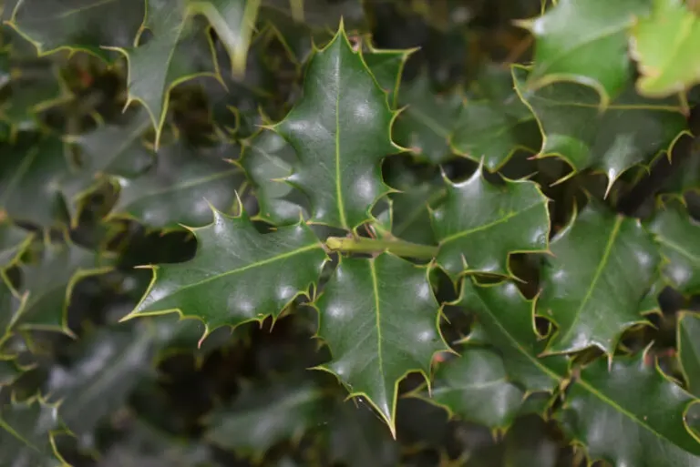 Acebo: beneficios, usos y contraindicaciones