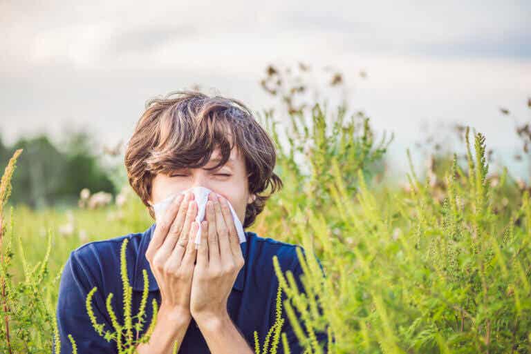 Alergia al césped: causas y tratamiento